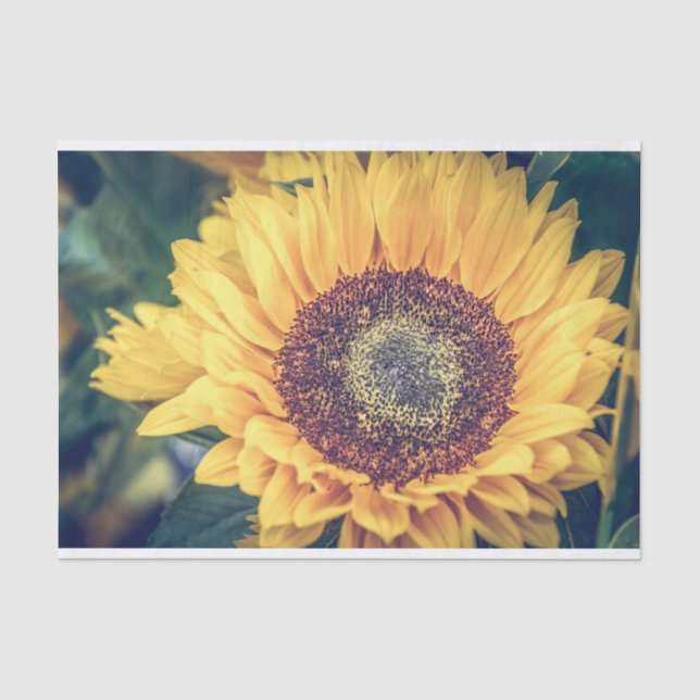 De Seda Papel del tapón del girasol (Anverso)
