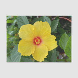 De Seda Papel hibiscus amarillo