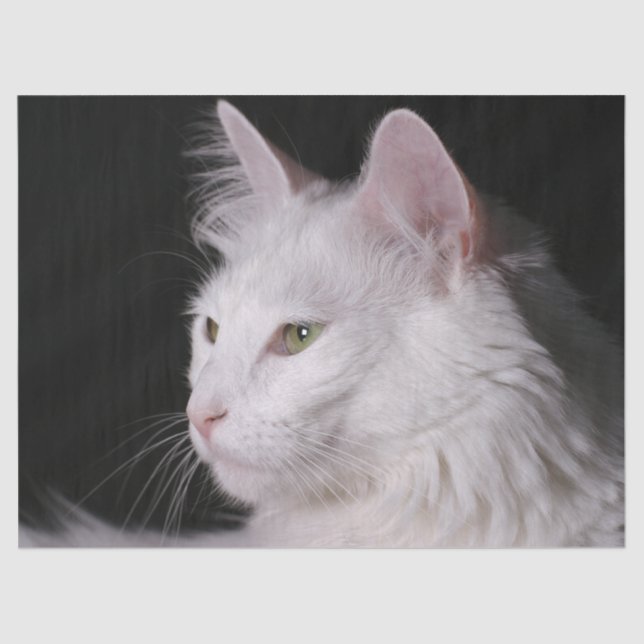 De Seda papel higiénico del gato angora (Anverso)