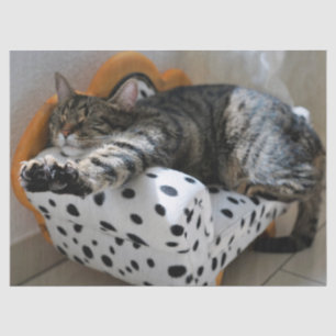 De Seda papel higiénico del gato dormido