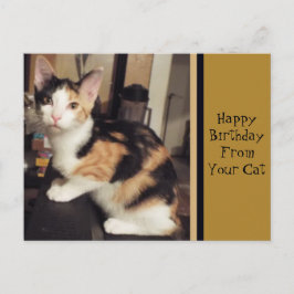 De tu tarjeta postal de cumpleaños de gato