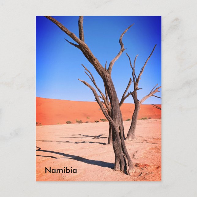 Dead Vlei, Namibia Tarjeta postal (Anverso)
