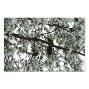 Debajo de la foto del invierno de un pino cubierto
