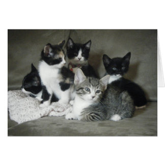 Debe amar a los gatitos