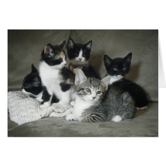 Debe amar a los gatitos (Anverso (Horizontal))