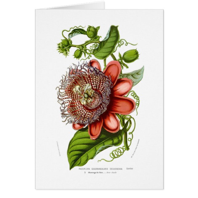 Decaisneana de los quadrangularis de la pasionaria (Frente)