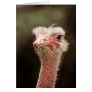 ¿Decir eso otra vez?