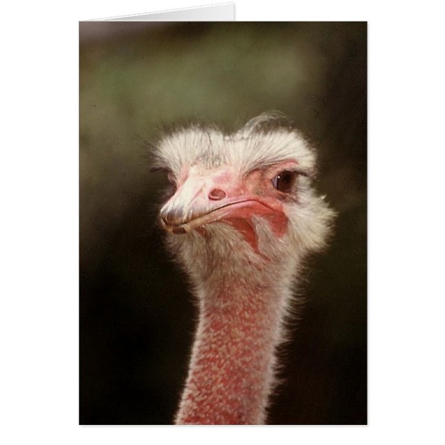 ¿Decir eso otra vez? (Frente)