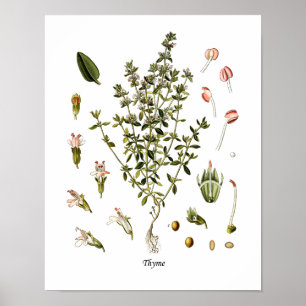 Decoración botánica de la cocina del ilustracion