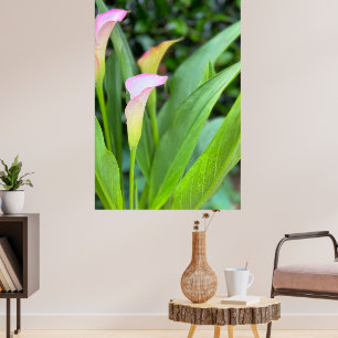 Decoración de casa de fotos de Calla Lillies rosa