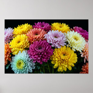 Decoración de flores de crisantemo colorido