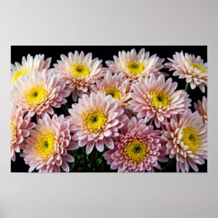 Decoración de flores de crisantemo colorido