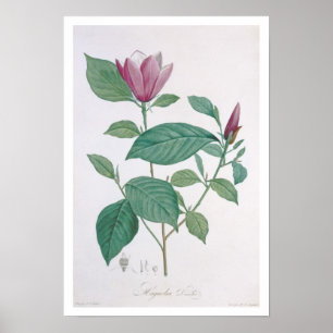 Decoración de la magnolia, grabada por Legrand (co