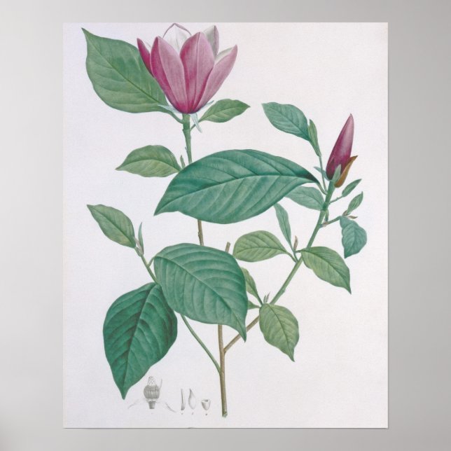 Decoración de la magnolia, grabada por Legrand (co (Frente)