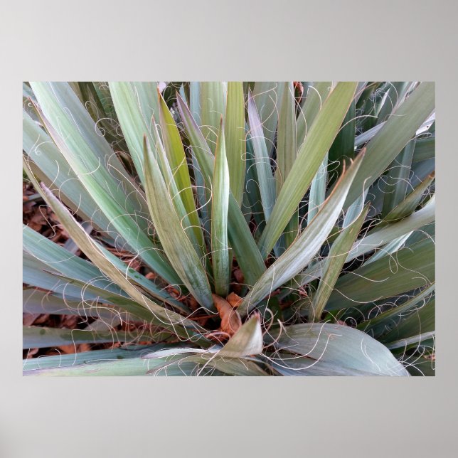 decoración de la naturaleza (Frente)