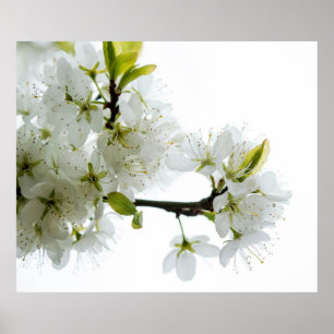 Decoración de las flores 89