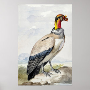 Decoración de pared de buitre rey exótico vibrante