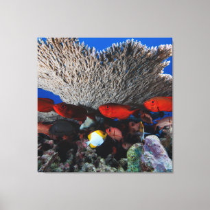 Decoración de pared de coral y peces en lienzo