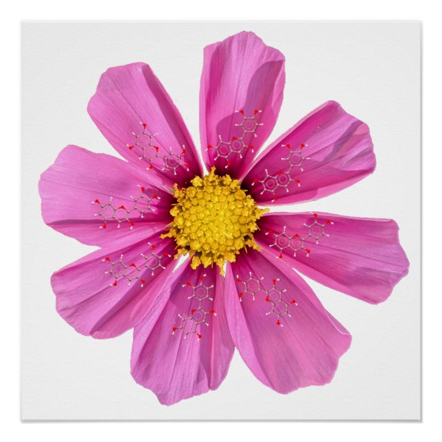 Decoración de pared para aula de ciencia de flores (Anverso)