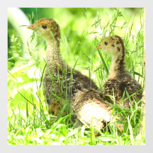 Decoración del piso de Baby Turkey