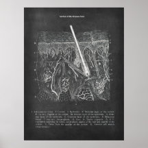 Decoración dermatóloga de la vista seccional de la