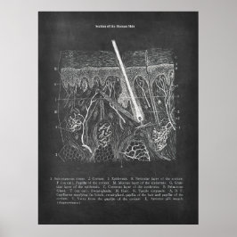 Decoración dermatóloga de la vista seccional de la