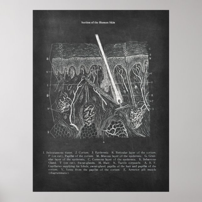 Decoración dermatóloga de la vista seccional de la (Frente)