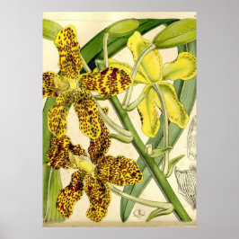 Decoración Poster única de orquídea tigre