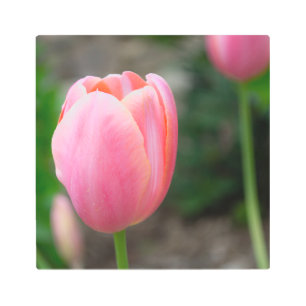 Decoración rosa de la pared de tulipanes