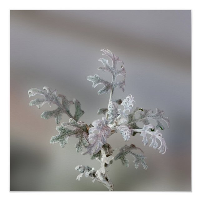 Decoraciones navideñas naturales (Anverso)