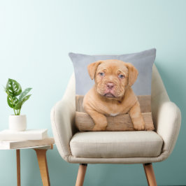 Decorativo Perrito Adorable Dogue de Bordeaux, Cojín decorati
