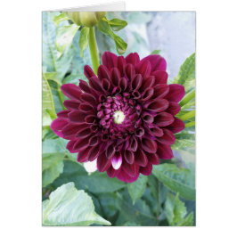 Deep Purple Dahlia Flower Blank Card