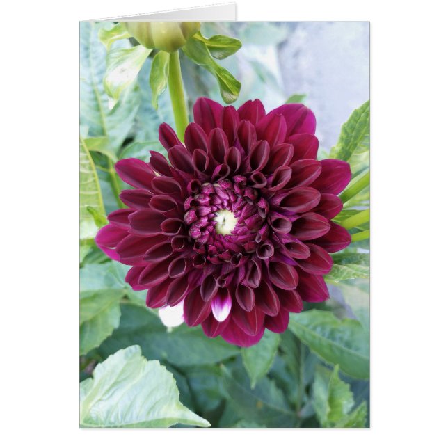 Deep Purple Dahlia Flower Blank Card (Frente)