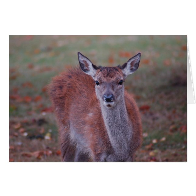 Deer (Anverso (Horizontal))