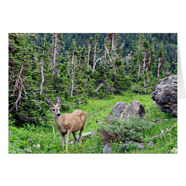 Deer (Anverso (Horizontal))