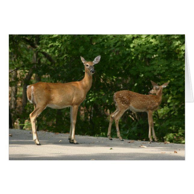 Deer (Anverso (Horizontal))