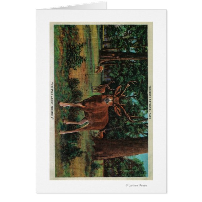 Deer Buck en el Parque Nacional Yosemite (Frente)