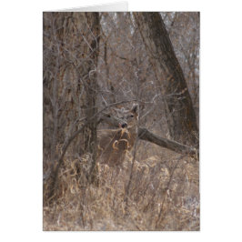 Deer de cola blanca D2 en árboles de madera de alg