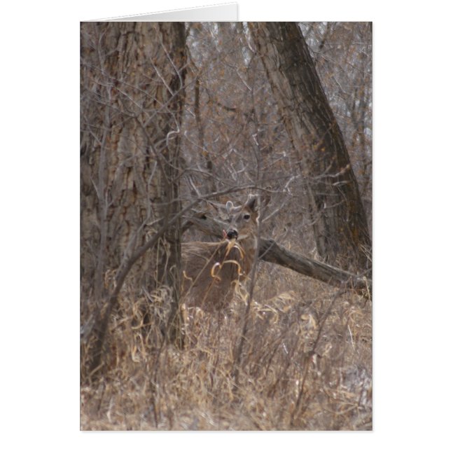 Deer de cola blanca D2 en árboles de madera de alg (Frente)