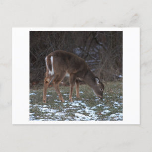 Deer durante la postal invernal