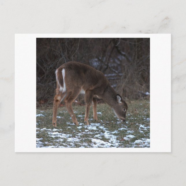 Deer durante la postal invernal (Anverso)
