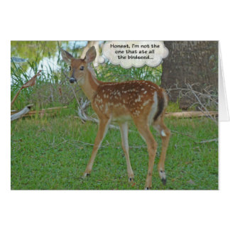 Deer pensando en las semillas de aves