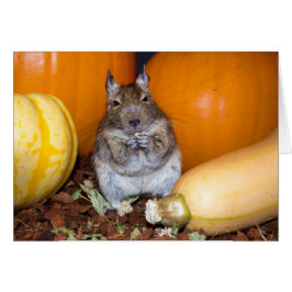 Degu con calabaza y calabaza