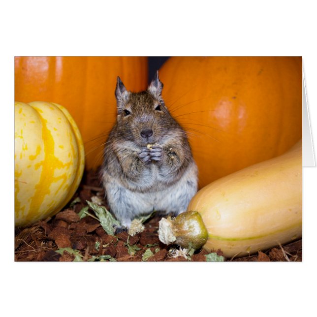 Degu con calabaza y calabaza (Anverso (Horizontal))