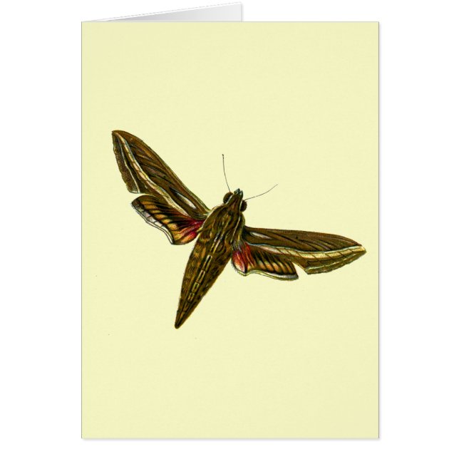 Deilephila celerio - Vine Hawk-Moth (Frente)