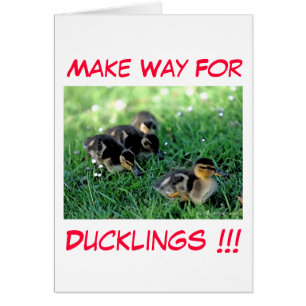 ¡¡¡Dejen Lugar A Los Ducklings!!!