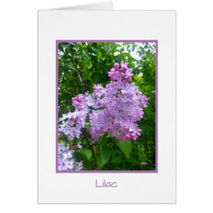 Del "tarjeta de felicitación de la colección