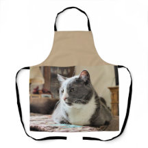 Gato