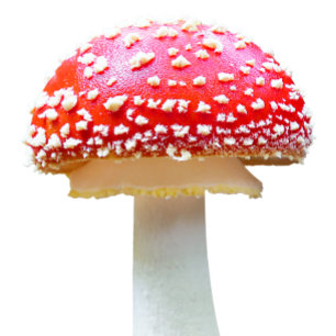 Delantal Hongos