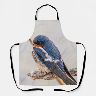 Delantal Pájaro azul, barbecho de barn, fotografía canadien